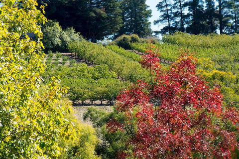 The Manor Basket Range - Getaway Accommodation 16