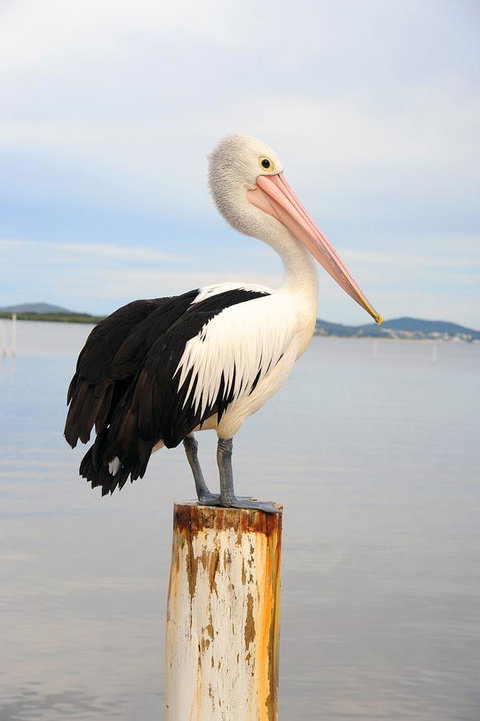 Hotel Nelson - Getaway Accommodation 29