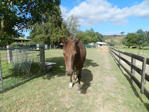 Glenfield Cottage - Getaway Accommodation 1