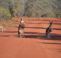 Gundabooka National Park Cottages - Getaway Accommodation