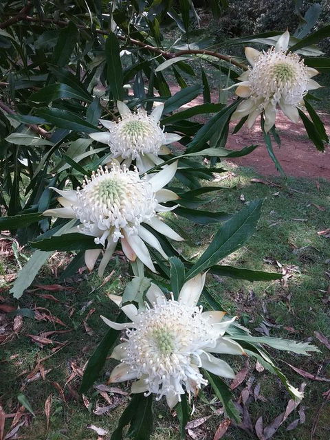 Lyrebird Gully Retreat - Getaway Accommodation 0