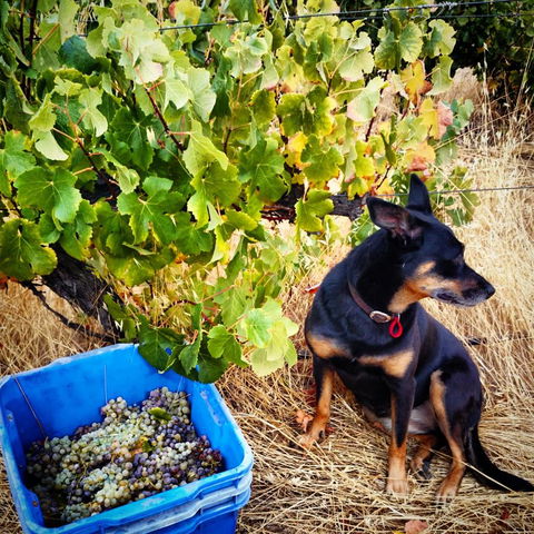 Hotham Ridge Estate - Getaway Accommodation 33