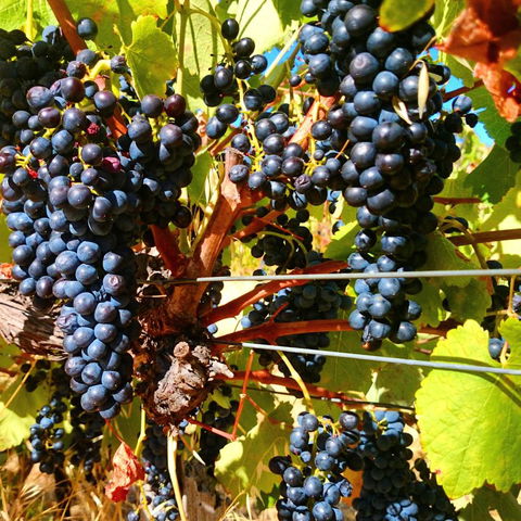 Hotham Ridge Estate - Getaway Accommodation 32