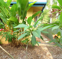 Rainforest Cottage Cairns - Getaway Accommodation