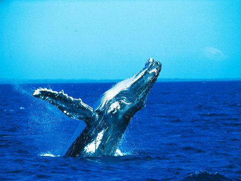 La Mer Sunshine Beachfront - Getaway Accommodation 19