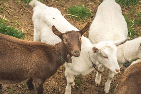 Altitude - A Tiny House Experience In A Goat Farm By Tiny Away - Getaway Accommodation 2