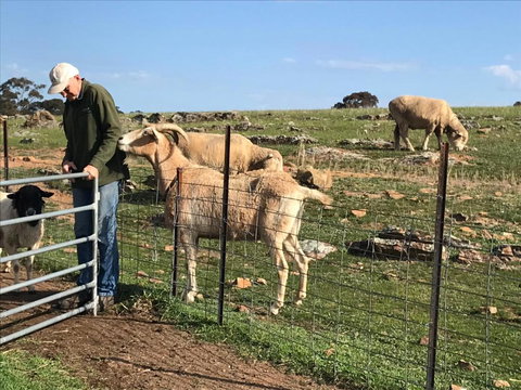 Gilgraves Vineyard Farmstay - Getaway Accommodation 1