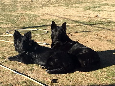 Alpine Country Motel - Getaway Accommodation 2