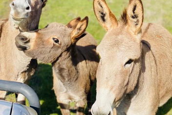 Sandalwood Downs Fabulous Farm Stay TOODYAY with Getaway Accommodation
