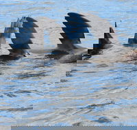 Twilight Sail Bruny Island - Getaway Accommodation