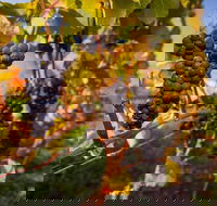 Full Day Tamar Valley Wine Tour - Getaway Accommodation