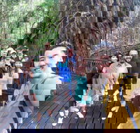 Cairns 4WD Waterfall and Rainforest Tour Including Kuranda Scenic Railway - Getaway Accommodation