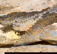 4-Day Cairns Ultimate Combo Daintree Rainforest Reef Kuranda  Paronella Park