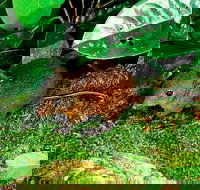 3-Day Small-Group Tour of North Queensland with Pick Up