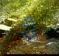 Cairns National Park Rainforest and Waterfall Small Group Tour Shore Excursion