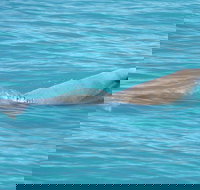 Snubfin Dolphin Eco Cruise from Broome - Getaway Accommodation