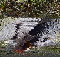 Full Day Tour in the Daintree - Getaway Accommodation