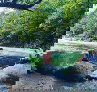 Afternoon Half-Day Daintree Rainforest and River Tour - Getaway Accommodation