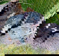 Private Blue Mountains Tour with Kangaroo and Koala Experience - Getaway Accommodation