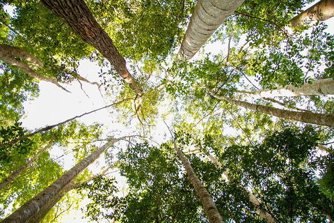 Fraser Island 4WD Tour From Noosa - Getaway Accommodation 0