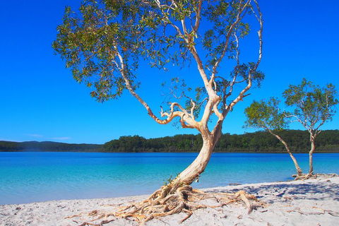 Fraser Island 4WD Tour From Rainbow Beach - Getaway Accommodation 5