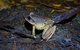 Glow Worms Private Tour - Nocturnal Rainforest Walk - thumb 0