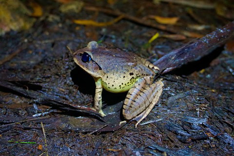 Glow Worms Private Tour - Nocturnal Rainforest Walk - Getaway Accommodation 0