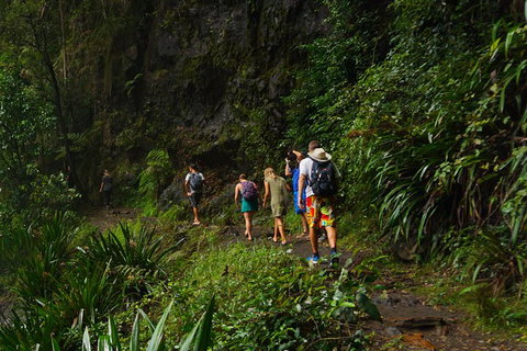 Glow Worms Private Tour - Nocturnal Rainforest Walk - Getaway Accommodation 1