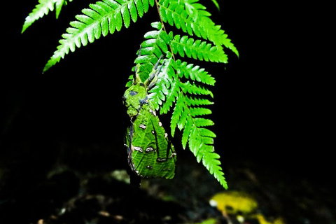 Glow Worms Private Tour - Nocturnal Rainforest Walk - Getaway Accommodation 2