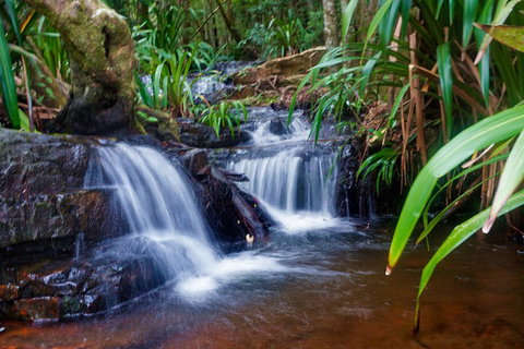 Glow Worms Private Tour - Nocturnal Rainforest Walk - Getaway Accommodation 5