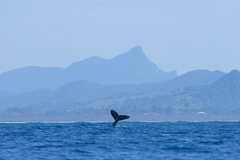 The Byron Bay Sea Kayak Tour - Getaway Accommodation 0