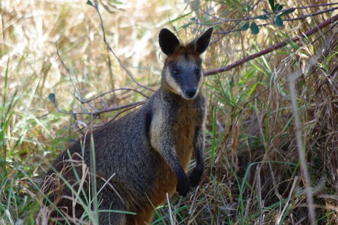 Byron Bay Combo: Hinterland Tour Including Minyon Falls And Kayaking With Dolphins - Getaway Accommodation 2