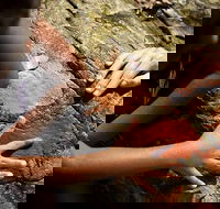 Ngana Julaymba Dungay - Half Day - Getaway Accommodation