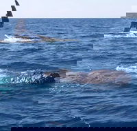 Noosa Whale Watching - Getaway Accommodation