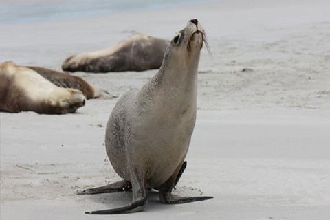 Kangaroo Island Personal Group Tours - Getaway Accommodation 4