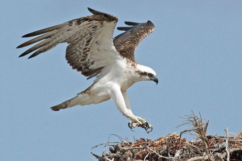 Pink Lake + Abrolhos Islands Nature Tour - Getaway Accommodation 3
