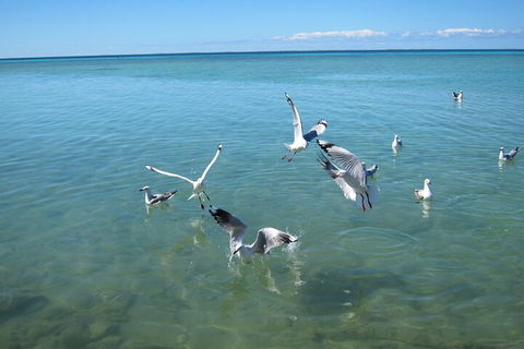 Pink Lake + Abrolhos Islands Nature Tour - Getaway Accommodation 5