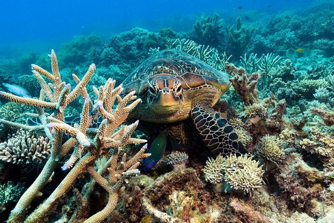 Great Barrier Reef Day Cruise From Cairns Including Snorkeling And Marine Biologist Presentation - Getaway Accommodation 4