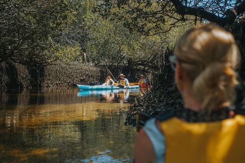 Kayak Tour In Adelaide Dolphin Sanctuary - Getaway Accommodation 0