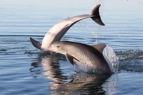 Kayak Tour In Adelaide Dolphin Sanctuary - Getaway Accommodation 5
