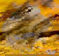 Daintree and Cape Tribulation Full Day Guided Tour - Getaway Accommodation