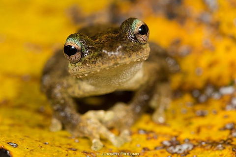 Daintree And Cape Tribulation Full Day Guided Tour - Getaway Accommodation 0
