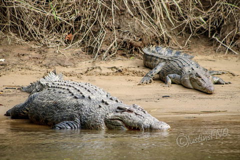 Daintree And Cape Tribulation Full Day Guided Tour - Getaway Accommodation 3