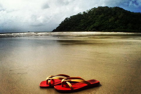 Daintree And Cape Tribulation Full Day Guided Tour - Getaway Accommodation 4