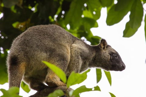 Cairns & Port Douglas All-Inclusive 7 Days Touring Package - Getaway Accommodation 3