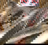 Kuranda Tour Deluxe Course with Kuranda 3 Zoos or Free Course