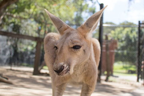 Currumbin Wildlife Sanctuary General Entry Ticket - Getaway Accommodation 2