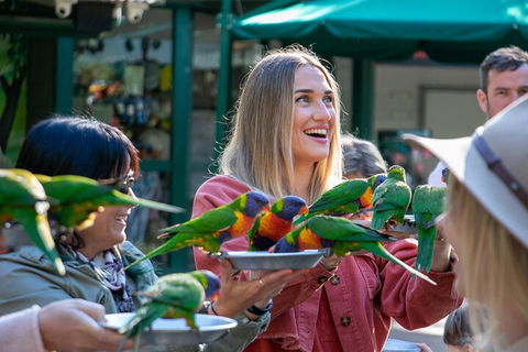 Currumbin Wildlife Sanctuary General Entry Ticket - Getaway Accommodation 3