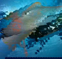 Great Barrier Reef Snorkeling and Diving Cruise from Cairns - Getaway Accommodation