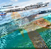 Scenic Helicopter Flight to Moore Reef and Return Snorkeling Cruise from Cairns